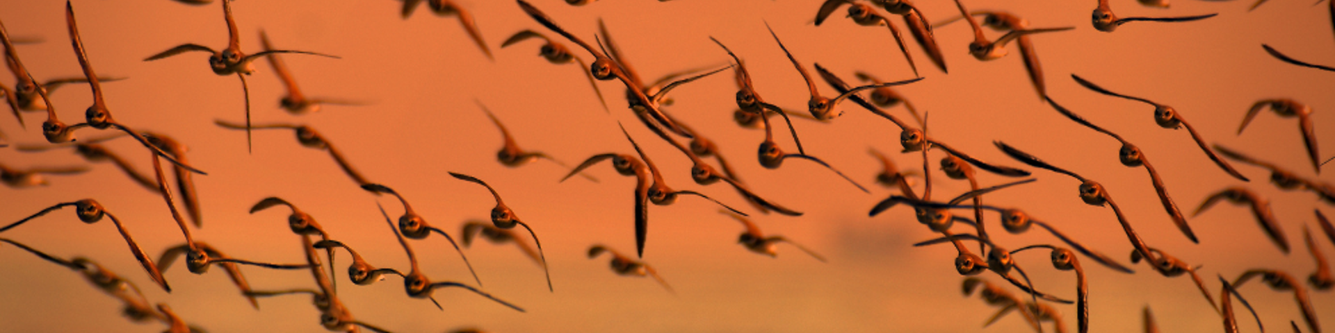 Migrating flock of birds, sunset Migrating flock of birds, sunset